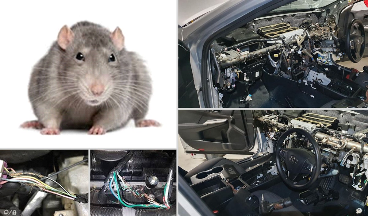 Should you Rat Test your car?